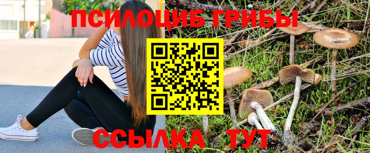 Ленинск-Кузнецкий  Галлюциногенные грибы Psilocybine cubensis  Вход с VPN 